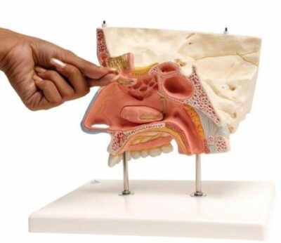 Nose with Paranasal Sinuses E20 2
