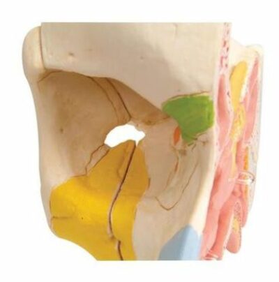 Nose with Paranasal Sinuses E20 3