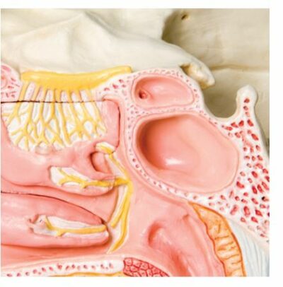Nose with Paranasal Sinuses E20 5