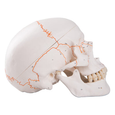Numbered Classic Skull, 3-Part A21 7