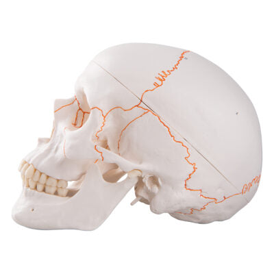 Numbered Classic Skull, 3-Part A21 6