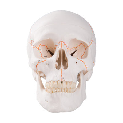 Numbered Classic Skull, 3-Part A21 5