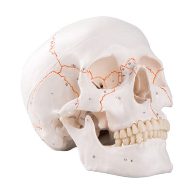 Numbered Classic Skull, 3-Part A21 1