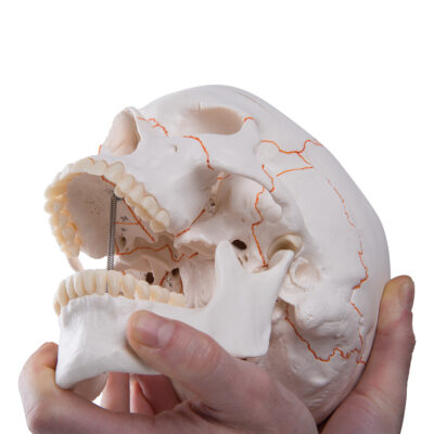 Numbered Classic Skull, 3-Part A21 2