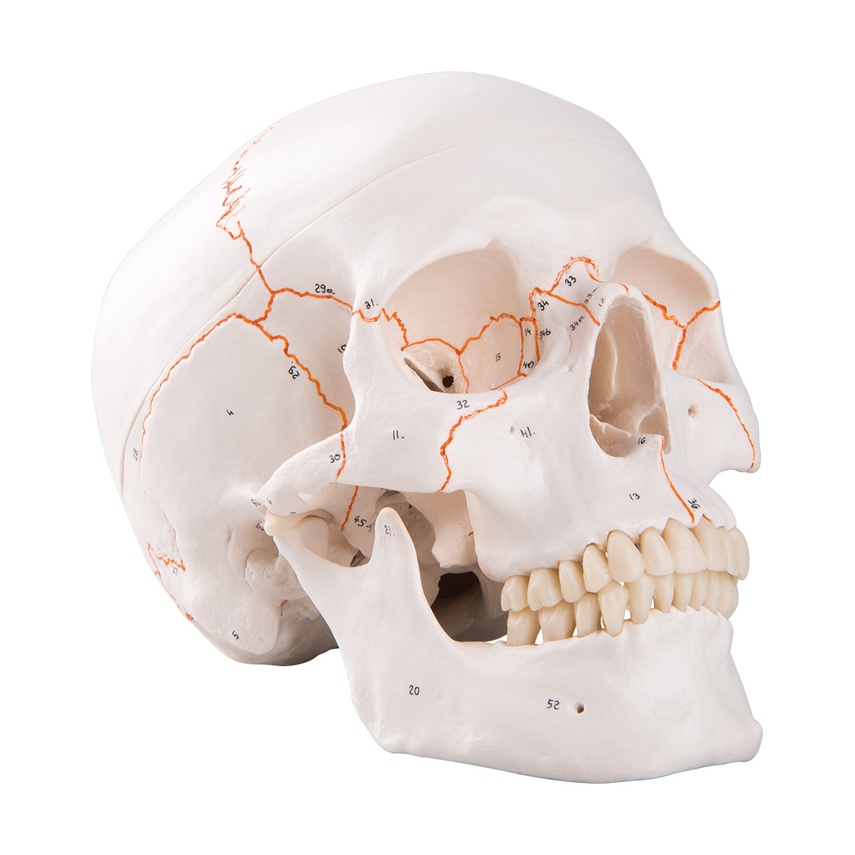 Numbered Classic Skull, 3-Part A21