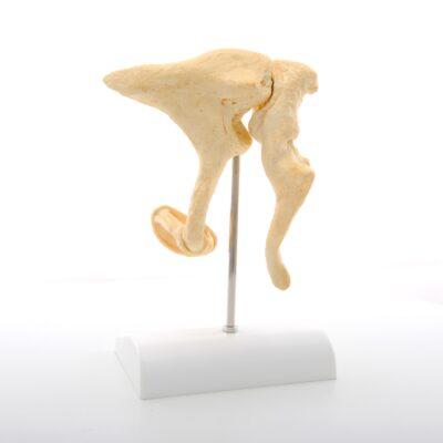 Ossicles – Magnified 20 times Life Size Bonelike A100 2