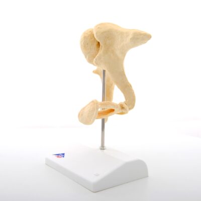 Ossicles – Magnified 20 times Life Size Bonelike A100 3