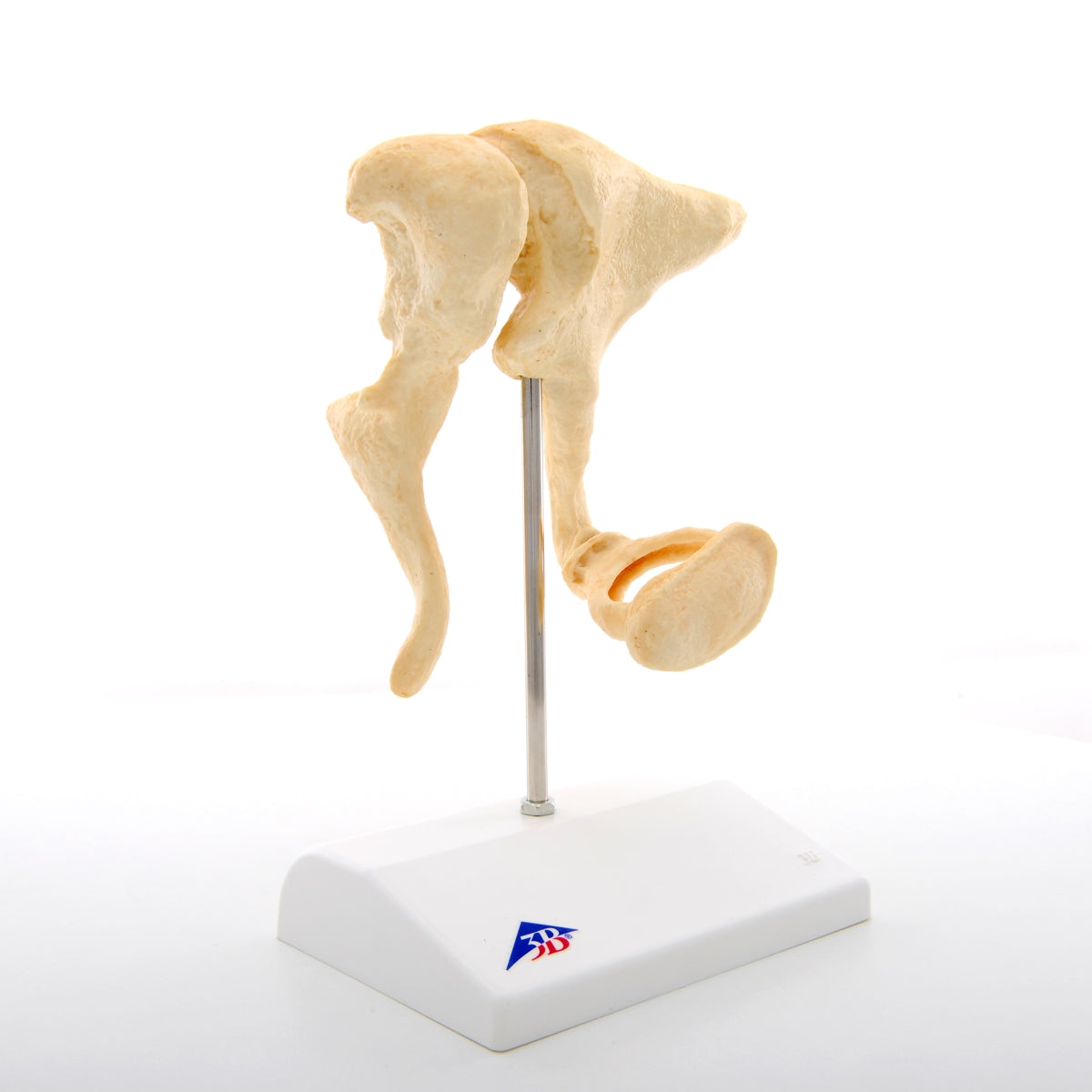 Ossicles – Magnified 20 times Life Size Bonelike A100