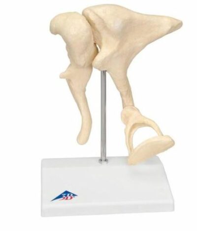 Ossicles Magnified 20 times Life Size A101 1
