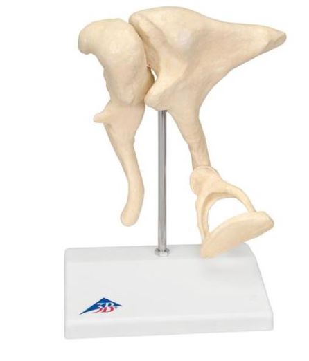 Ossicles Magnified 20 times Life Size A101