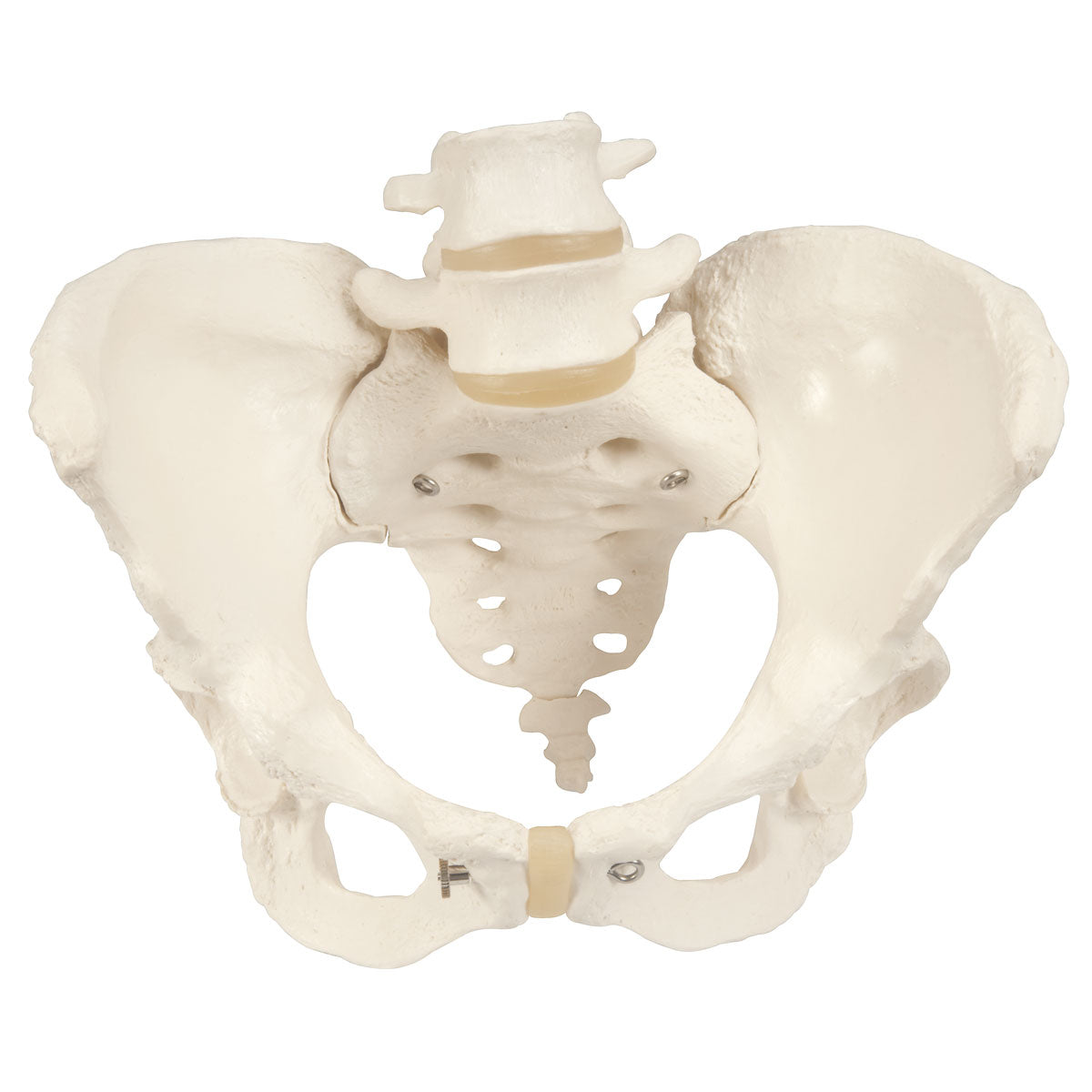 Pelvic Skeleton, Female  A61
