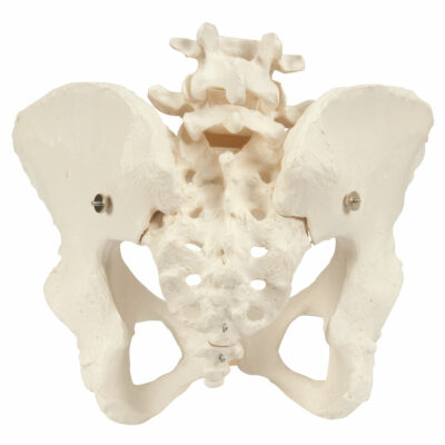 Pelvic Skeleton, Female  A61 2