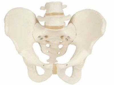 Pelvic Skeleton, Male A60 1