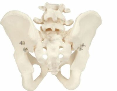 Pelvic Skeleton, Male A60 2