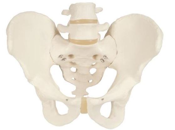 Pelvic Skeleton, Male A60