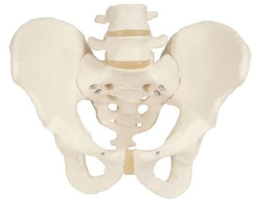 Pelvic Skeleton, Male A60