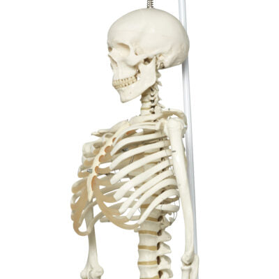 Physiological Skeleton Phil-Hanging Stand A15/3 2
