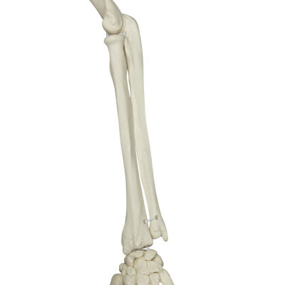 Physiological Skeleton Phil-Hanging Stand A15/3 3