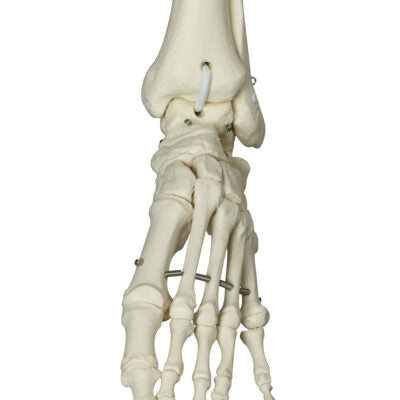Physiological Skeleton Phil-Hanging Stand A15/3 4
