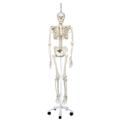 Physiological Skeleton Phil-Hanging Stand A15/3 5