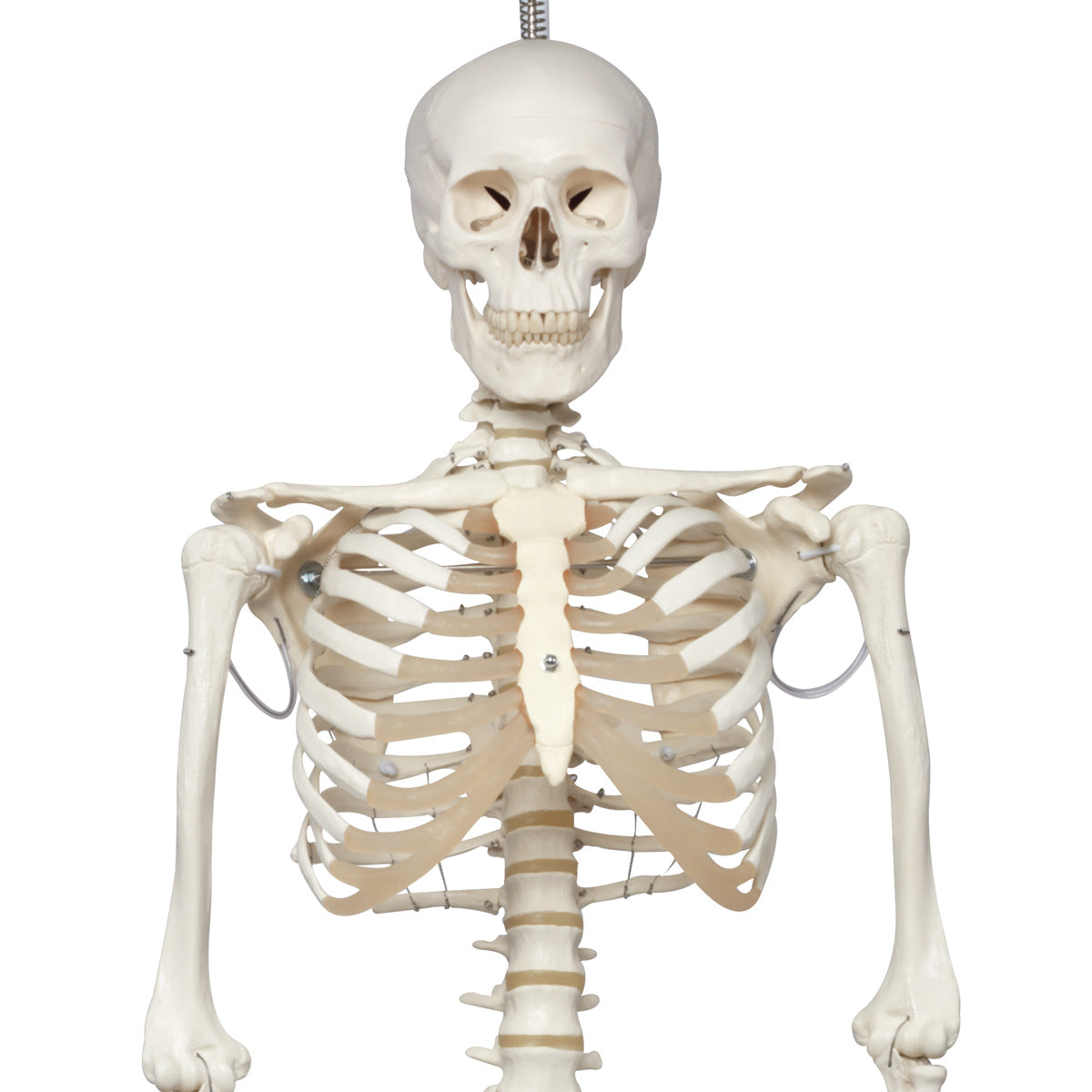 Physiological Skeleton Phil-Hanging Stand A15/3