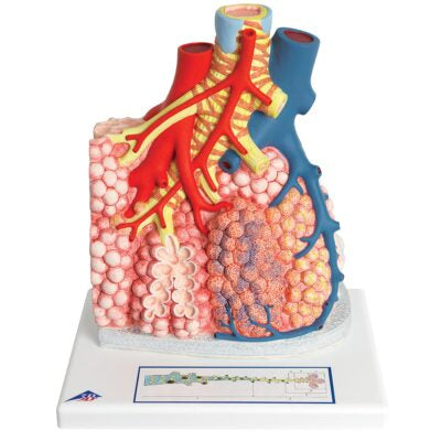 Pulmonary Lobes  with Surrounding  Blood Vessels G60 2