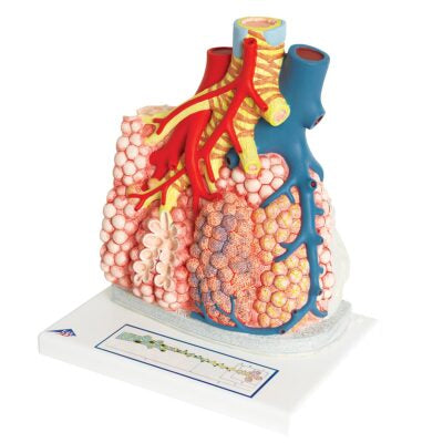 Pulmonary Lobes  with Surrounding  Blood Vessels G60 4
