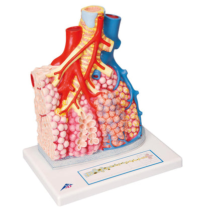 Pulmonary Lobes  with Surrounding  Blood Vessels G60
