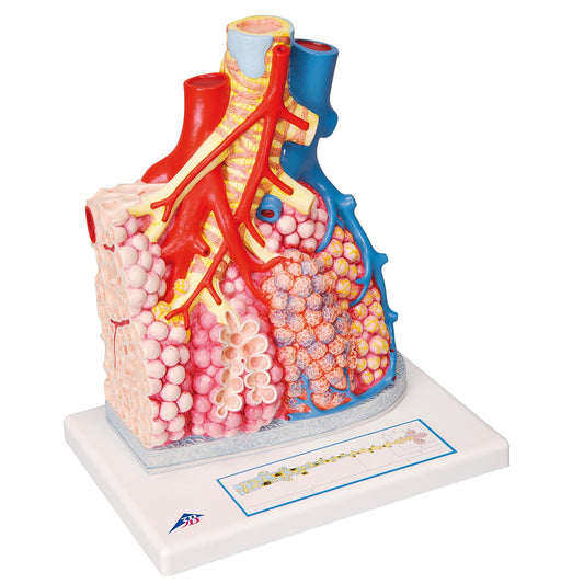 Pulmonary Lobes  with Surrounding  Blood Vessels G60