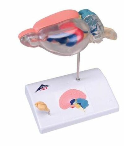 Rat Brain Comparative Anatomy C29 1
