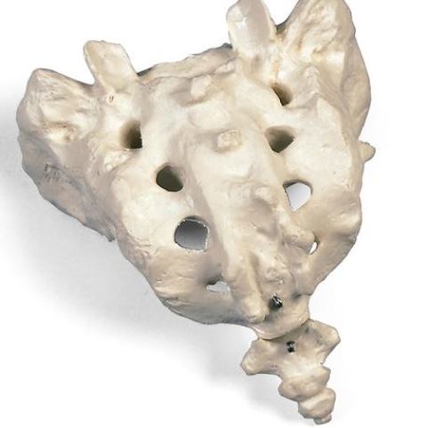 Sacrum and Coccyx A70/6