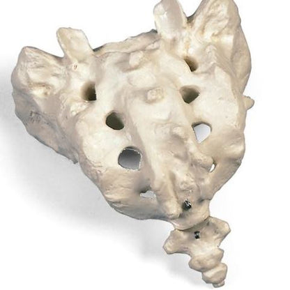 Sacrum and Coccyx A70/6