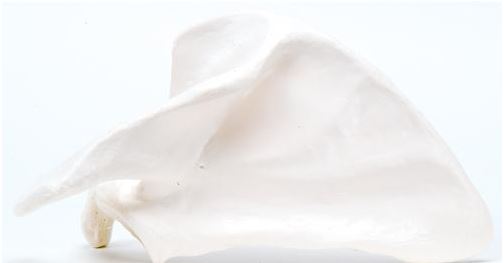 Scapula A45/4