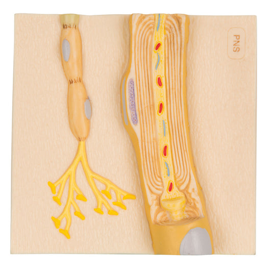 Schwann Cells of the PNS C40/3