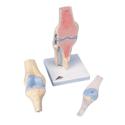 Sectional knee Joint Model A89