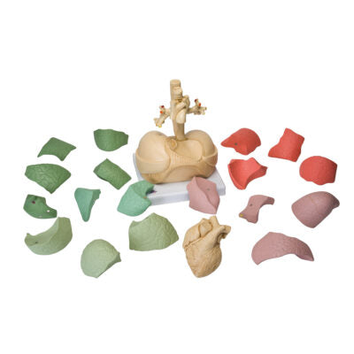 Segmented Lung  G70 3