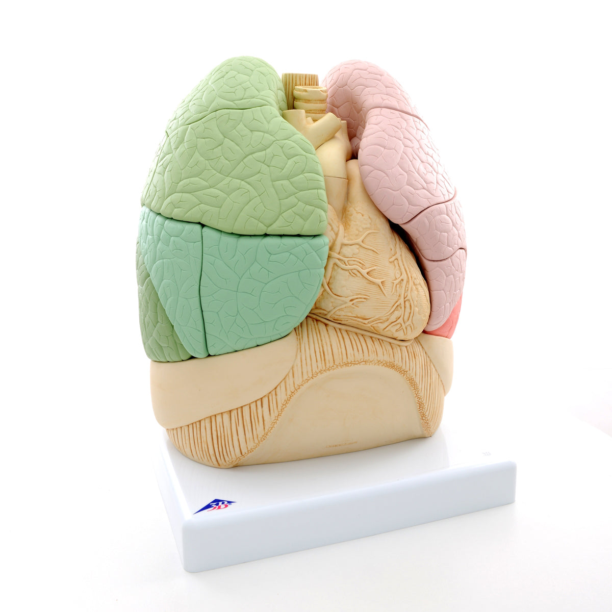 Segmented Lung  G70