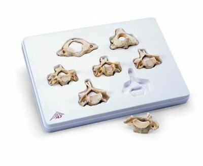 Set of  7 cervical vertebrae A790 1