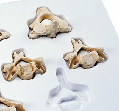 Set of  7 cervical vertebrae A790 2