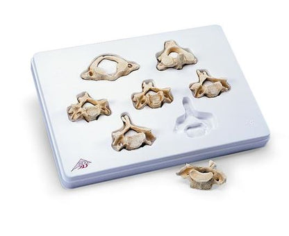 Set of  7 cervical vertebrae A790