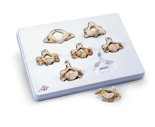 Set of  7 cervical vertebrae A790