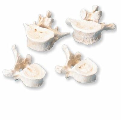 Set of 24 BONElike™ Vertebrae A793 3