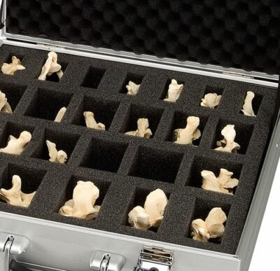 Set of 24 BONElike™ Vertebrae A793 2