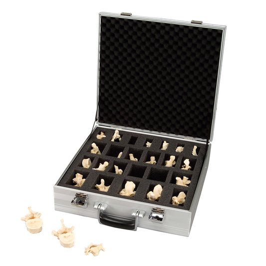 Set of 24 BONElike™ Vertebrae A793