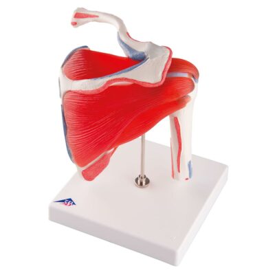Shoulder Joint with Rotator Cuff 5-Parts  A880 4