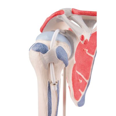 Shoulder Joint with Rotator Cuff 5-Parts  A880 3