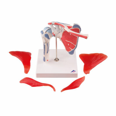 Shoulder Joint with Rotator Cuff 5-Parts  A880 2
