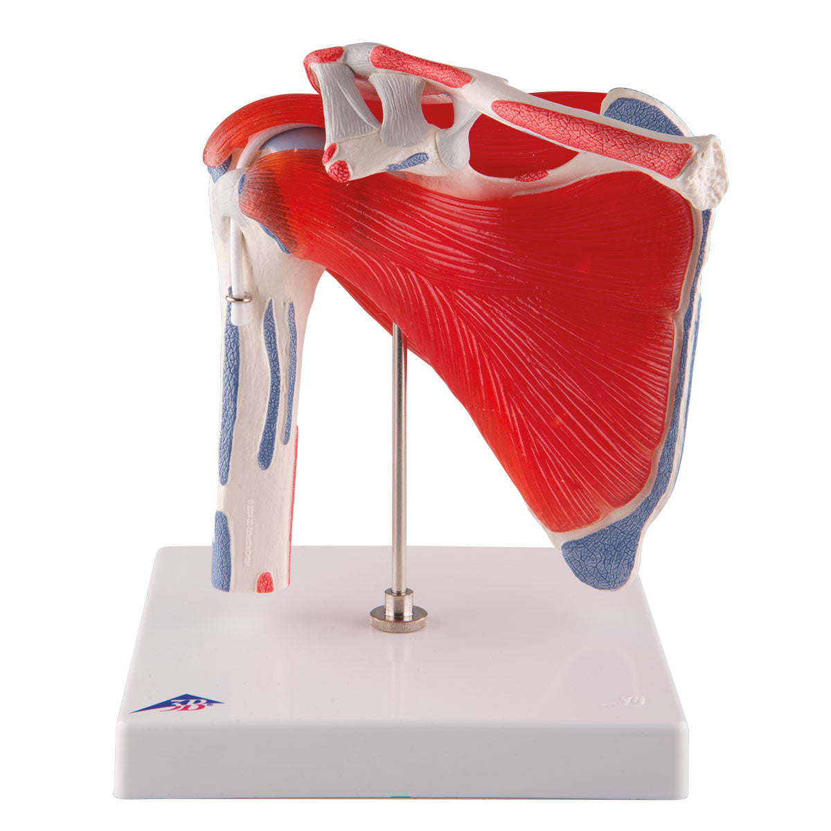 Shoulder Joint with Rotator Cuff 5-Parts  A880