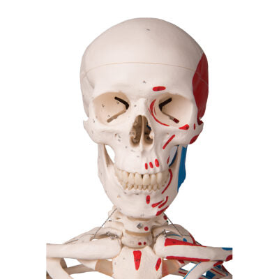 Skeleton Max Muscle, on 5-Feet Stand A11 2