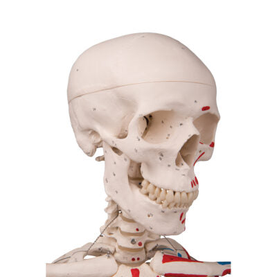Skeleton Max Muscle, on 5-Feet Stand A11 7